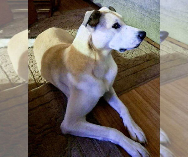 Medium Photo #4 Labrador Retriever-Siberian Husky Mix Puppy For Sale in Cedar Crest, NM, USA