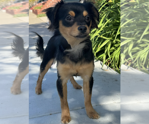 Medium Photo #4 Chihuahua-Unknown Mix Puppy For Sale in Newport Beach, CA, USA