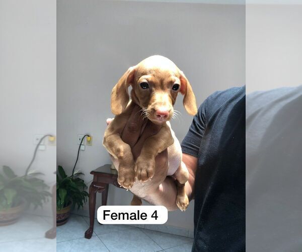 Medium Photo #6 Dachshund Puppy For Sale in LA MESA, CA, USA