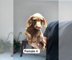 Small Photo #6 Dachshund Puppy For Sale in LA MESA, CA, USA