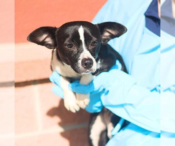 Medium Photo #1 Chihuahua-Unknown Mix Puppy For Sale in San Antonio, TX, USA