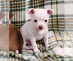 Small #1 Chihuahua