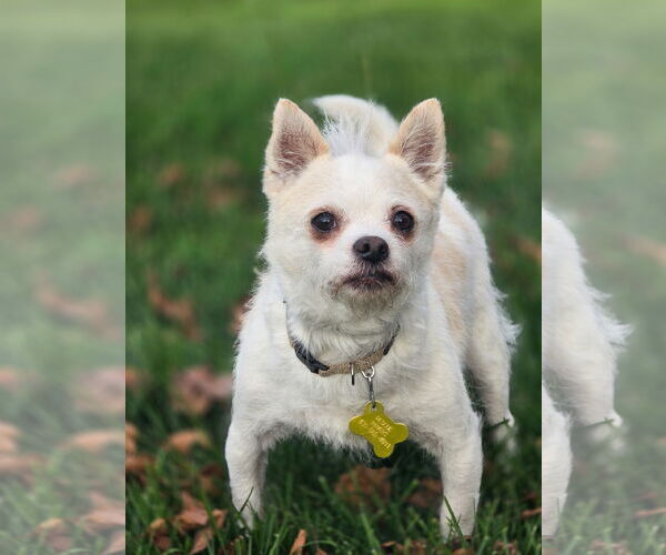 Medium Photo #4 Mutt Puppy For Sale in Sandy, UT, USA