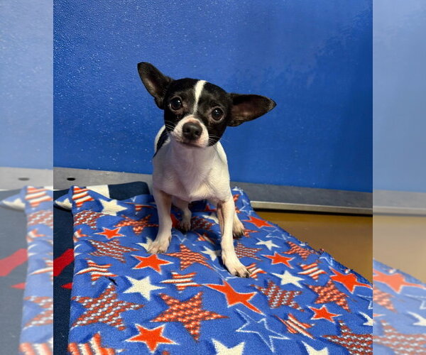 Medium Photo #2 Chihuahua-Unknown Mix Puppy For Sale in Pierceton , IN, USA