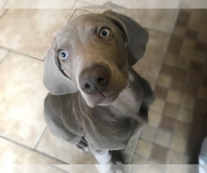 Weimaraner Puppy for sale in MAPLE PARK, IL, USA