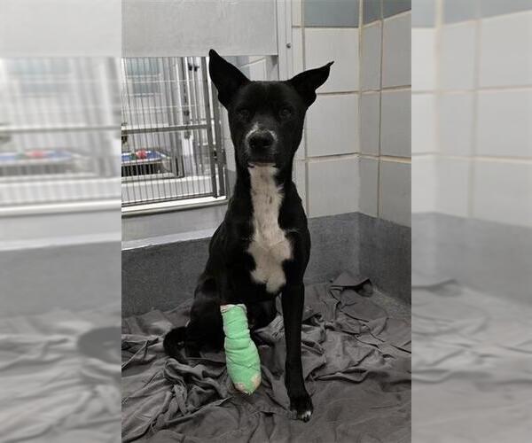 Medium Photo #1 Mutt Puppy For Sale in San Antonio, TX, USA