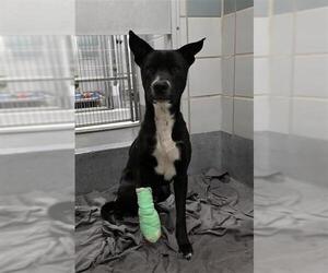 Mutt Dogs for adoption in San Antonio, TX, USA