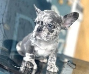 French Bulldog Puppy for sale in CORONA, CA, USA