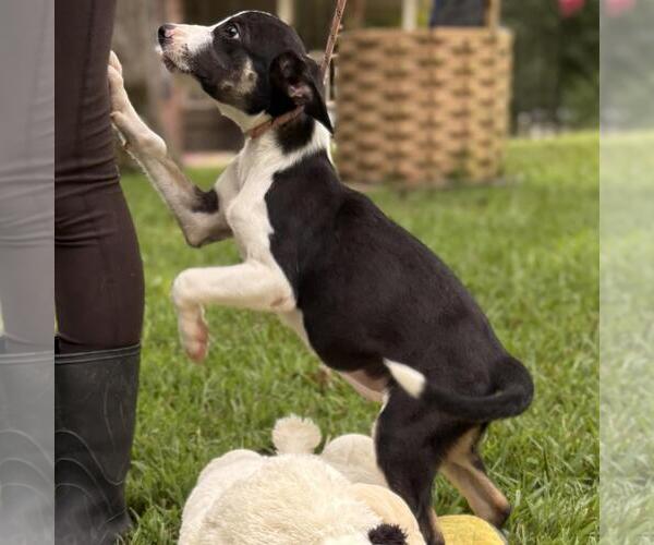 Medium Photo #3 Labrenees Puppy For Sale in Yardley, PA, USA