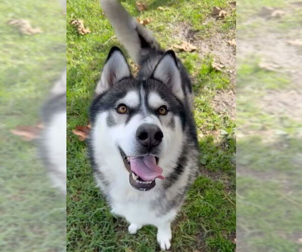 Medium Photo #2 Siberian Husky Puppy For Sale in Riverside, CA, USA