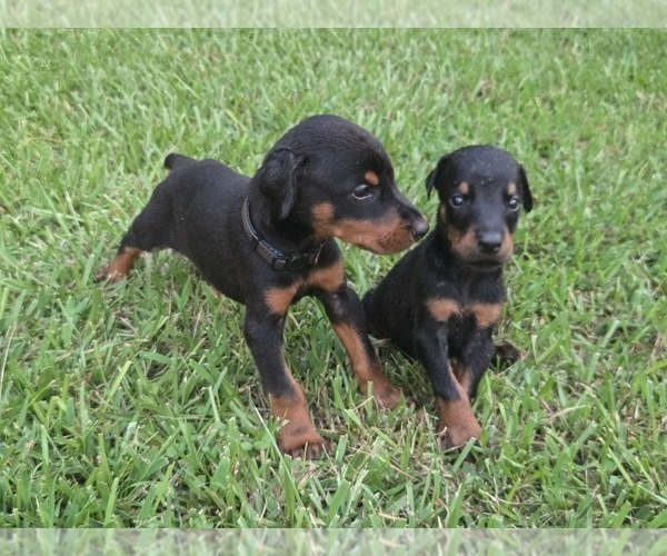 Medium Photo #3 Doberman Pinscher Puppy For Sale in MONROE, NC, USA