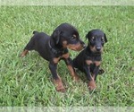 Small #2 Doberman Pinscher