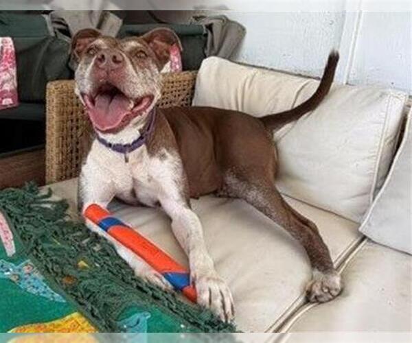 Medium Photo #2 American Pit Bull Terrier Puppy For Sale in Denver, CO, USA