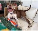 Small #1 American Pit Bull Terrier