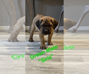 Cane Corso Puppy for sale in DANVILLE, IL, USA