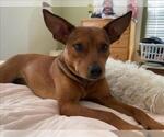 Small Chihuahua-German Shepherd Dog Mix