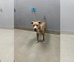 Small American Pit Bull Terrier Mix