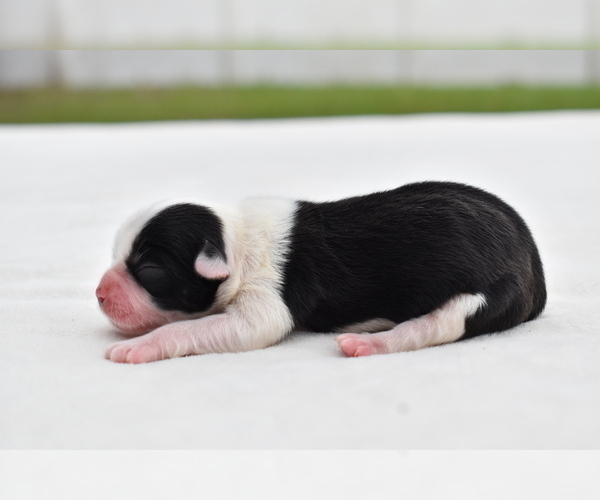Medium Photo #3 Shih Aussie Puppy For Sale in PALM COAST, FL, USA
