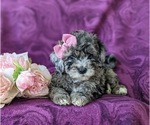 Small Photo #5 Sheepadoodle Puppy For Sale in GLEN ROCK, PA, USA