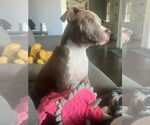 Small #2 American Pit Bull Terrier Mix