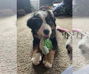 Bernese Mountain Dog Dogs for adoption in Matawan, NJ, USA