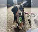 Small Bernese Mountain Dog