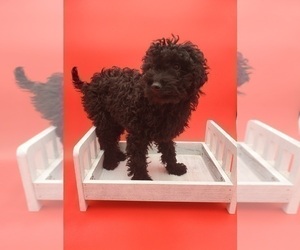 Poodle (Miniature) Dog for Adoption in GOSHEN, Indiana USA