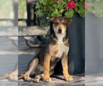 Small #4 Mutt
