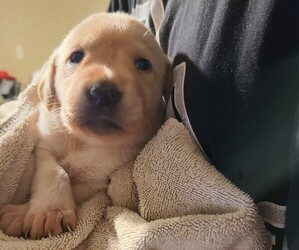 Labrador Retriever Litter for sale in CALDWELL, ID, USA