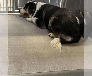 Australian Shepherd-Unknown Mix Dogs for adoption in Modesto, CA, USA