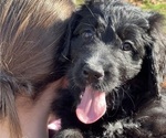 Small Photo #7 Bernedoodle Puppy For Sale in ADVANCE, NC, USA