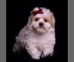 Puppy Cardi F1 Maltipoo (Miniature)