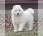 Small Photo #20 Samoyed Puppy For Sale in BAXTER, TN, USA