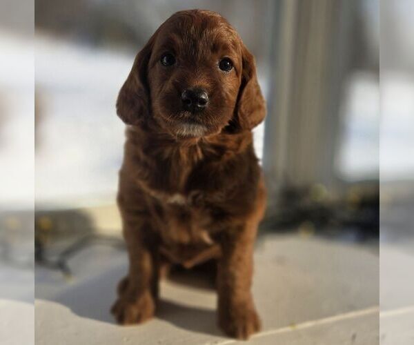 Medium Photo #1 Irish Doodle (Miniature) Puppy For Sale in NEW HOLLAND, PA, USA