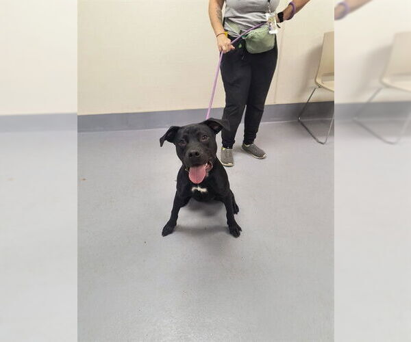 Medium Photo #1 American Pit Bull Terrier Puppy For Sale in Louisville, KY, USA