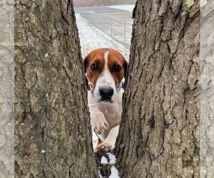 Coonhound Dogs for adoption in Rootstown, OH, USA