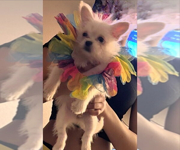 Medium Photo #6 ShiChi Puppy For Sale in Olalla, WA, USA