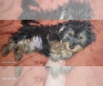 Small Photo #17 Yorkshire Terrier Puppy For Sale in AKRON, OH, USA