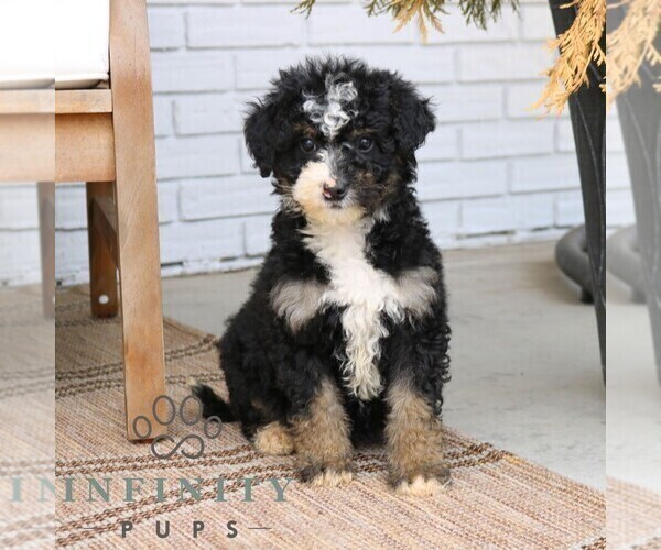 Medium Photo #1 Bernedoodle (Miniature) Puppy For Sale in PARADISE, PA, USA