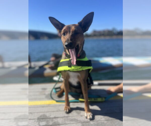 Medium Photo #2 German Pinscher-German Shepherd Dog Mix Puppy For Sale in San Diego , CA, USA