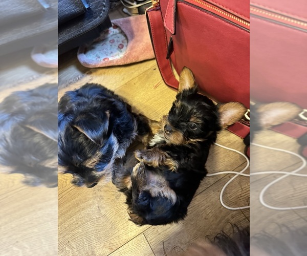 Medium Photo #8 Yorkshire Terrier Puppy For Sale in PALMDALE, CA, USA