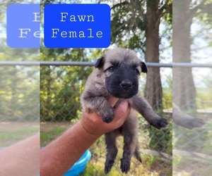 German Shepherd Dog Puppy for Sale in CONROE, Texas USA