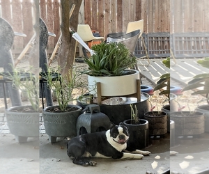 Father of the Boston Terrier puppies born on 05/05/2025