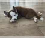 Small #2 Pomsky