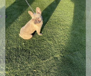 French Bulldog Puppy for sale in PHOENIX, AZ, USA