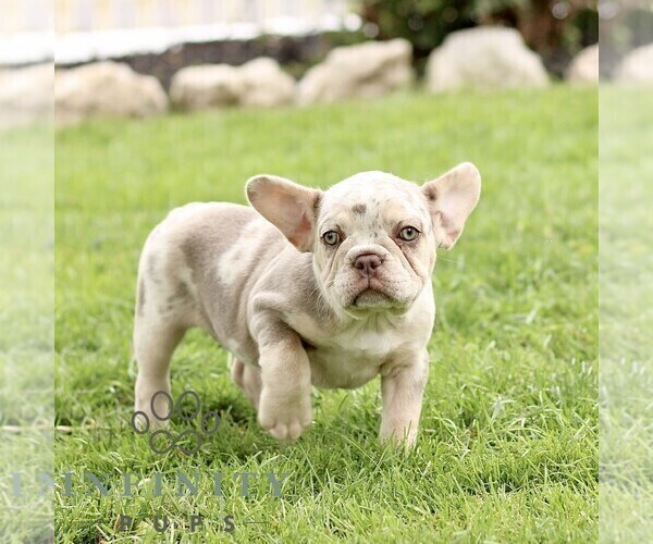 Medium Photo #2 French Bulldog Puppy For Sale in RONKS, PA, USA