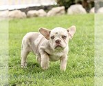Small #1 French Bulldog