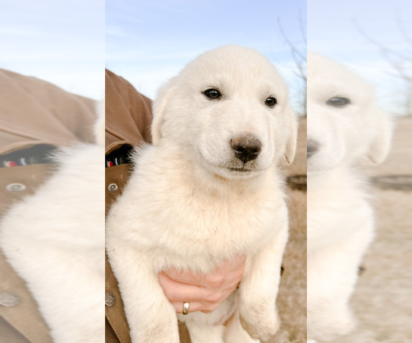 Medium Photo #2 Great Pyrenees Puppy For Sale in MORRIS, OK, USA