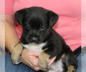 Mutt Dogs for adoption in Prattville, AL, USA