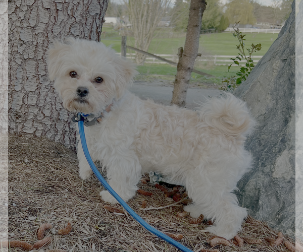 Medium Photo #2 Maltipoo (Miniature) Puppy For Sale in Bellevue, WA, USA
